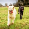 White And Black Labradoodle paint by numbers