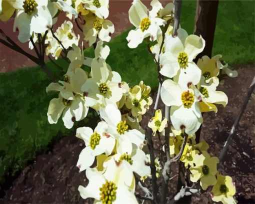 White Dogwood paint by numbers