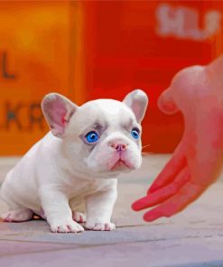 White Frenchie paint by numbers