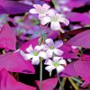 White Oxalis Flowers paint by numbers