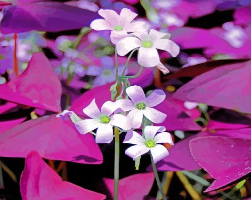 White Oxalis Flowers paint by numbers