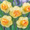 Yellow Daffodil Flowers paint by number