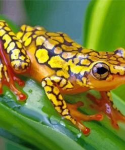 Yellow Groda Frog paint by numbers