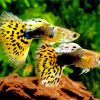 Yellow Guppy Fishes paint by numbers