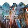 Aberdeen Angus Cows paint by numbers