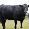 Aberdeen Angus paint by numbers