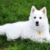 American Eskimo Dog Animal paint by numbers