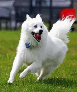 American Eskimo Dog paint by numbers