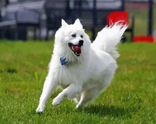 American Eskimo Dog paint by numbers