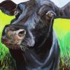 Angus Cattle paint by numbers