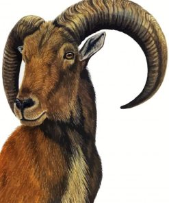 Aoudad Art paint by number