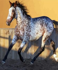 Appaloosa Horse paint by numbers