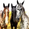 Appaloosa Horses paint by numbers