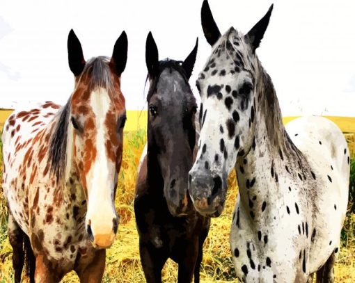 Appaloosa Horses paint by numbers