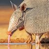 Armadillo Animal Drinking Water paint by number