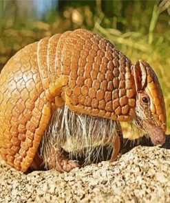 Armadillo In The Desert paint by number