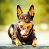 Australian Kelpie paint by number