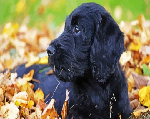 Australian Labradoodle paint by number