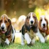 Basset Hound Puppies Dogs paint by numbers