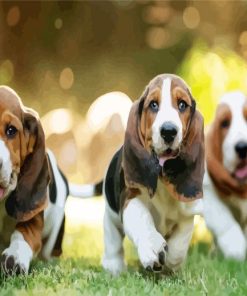 Basset Hound Puppies Dogs paint by numbers