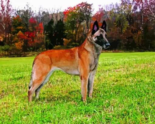 Belgian Malinois Dog paint by number