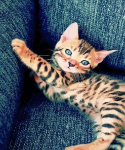 Bengal Kitten paint by numbers