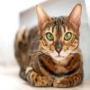 Bengal With Green Eyes paint by numbers