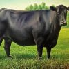 Black Angus Cattle paint by numbers