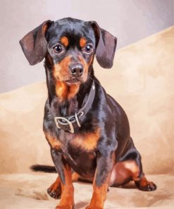 Black Brown Chiweenie Dog paint by numbers