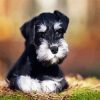 Black White Schnauzer Dog paint by number