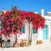 Blooming Bougainvillea Flowers paint by number