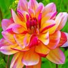 Blooming Dahlia paint by numbers