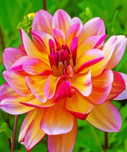 Blooming Dahlia paint by numbers