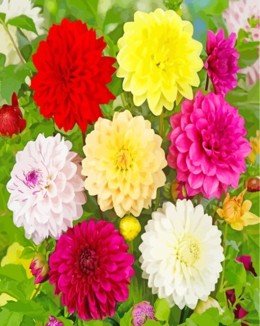 Blooming Dahlias paint by numbers