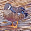 Blue Winged Teal Bird paint by numbers