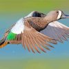 Blue Winged Teal paint by numbers