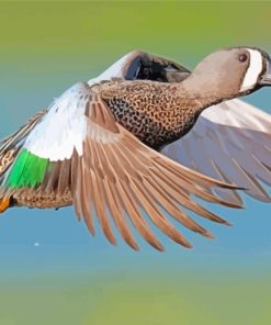 Blue Winged Teal paint by numbers