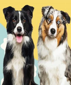 Border Collie And Australian Shepherd paint by numbers