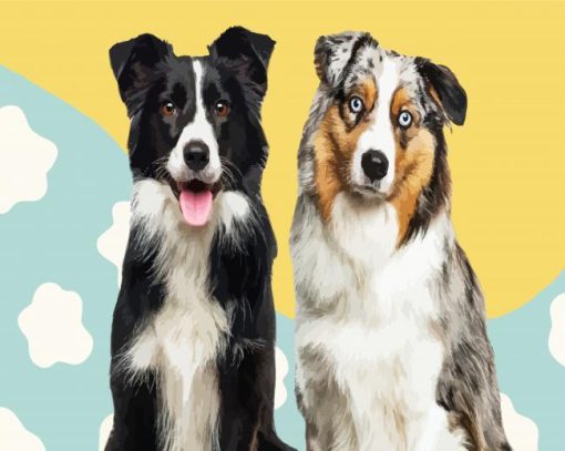 Border Collie And Australian Shepherd paint by numbers