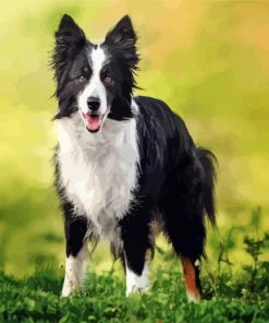 Border Collie Dog paint by numbers