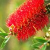 Bottlebrushes Flower paint by numbers