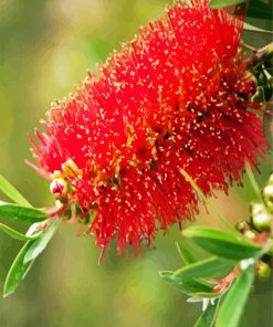 Bottlebrushes Flower paint by numbers