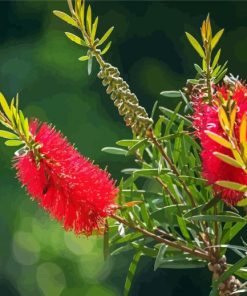 Bottlebrush Flowers paint by number