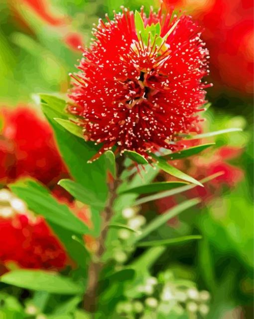 Bottlebrush Plant paint by number