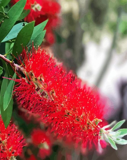 Bottlebrushes Plants paint by numbers