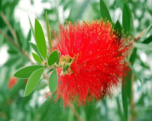 Bottlebrushes Flower paint by numbers