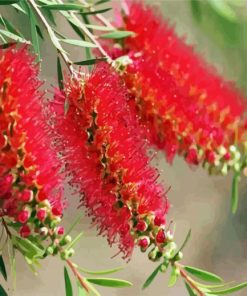 Bottlebrushes In A Branch paint by numbers