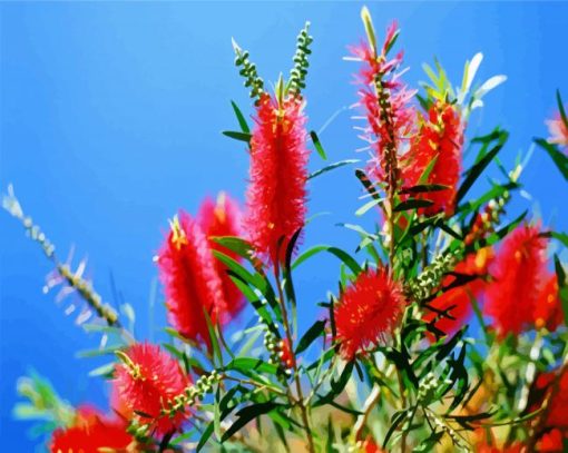 Bottlebrushes paint by numbers