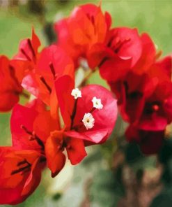 Bougainvillea Flowers paint by numbers