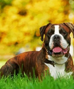 Boxer Dog Animal paint by number